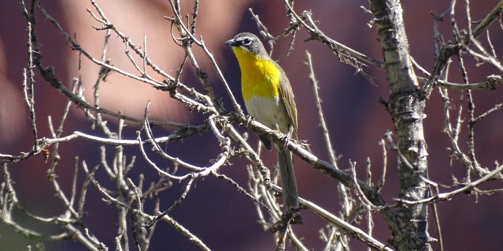 World Migratory Bird Day is May 11. Join park staff and celebrate our feathered friends on an easy, guided bird walk Saturday morning. Meet at 8 am at the picnic area, 1 mi. south of the visitor center for a 2-hour stroll around the Fruita area. Bring binoculars if you have them
