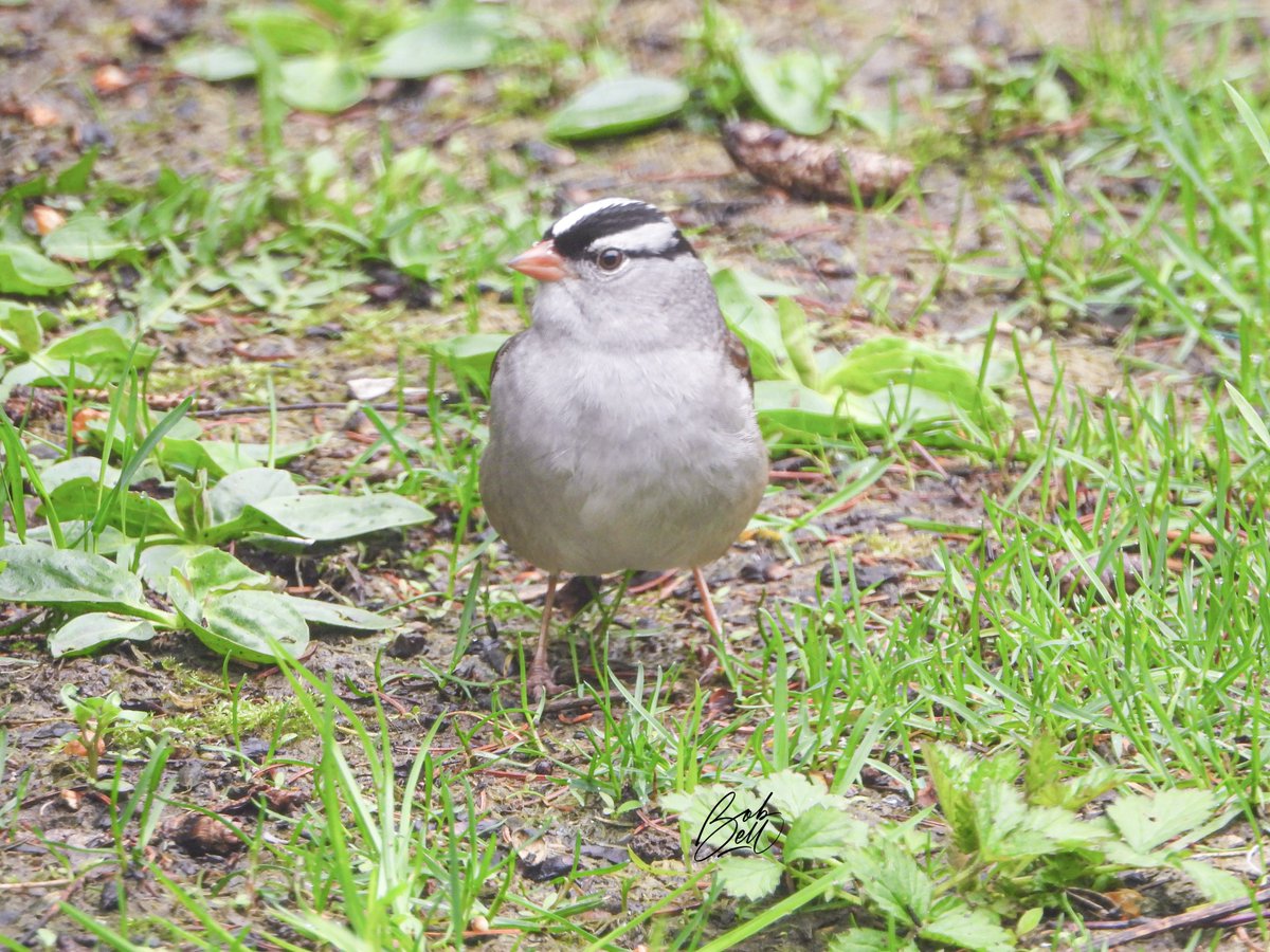 This handsome White-crowned Sparrow wandered into #Bobsbackyard a couple of days ago #migration #birds #birding #birdphotography #Ancaster #sparrow