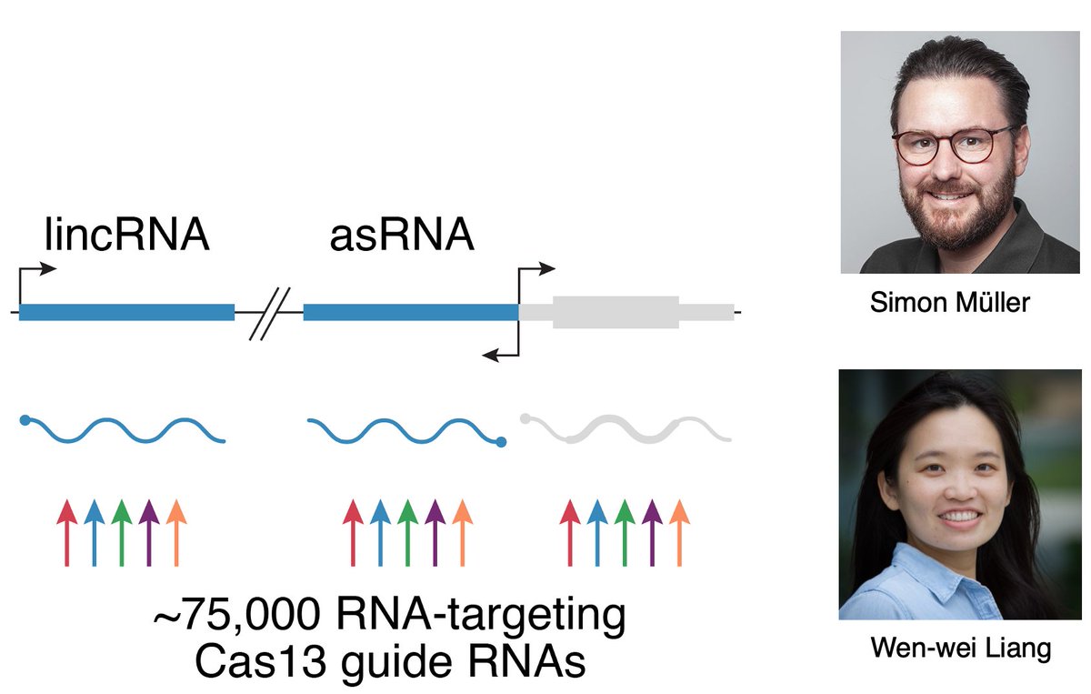 At Biology of Genomes #bog24? Don't miss @wenweiliang's talk TONIGHT on Transcriptome-scale screens w/ RNA-targeting CRISPRs — joint work from her & @drsimonmueller in our lab. Exciting new approaches to identify functional noncoding RNAs across the human transcriptome! 🕵️✂️