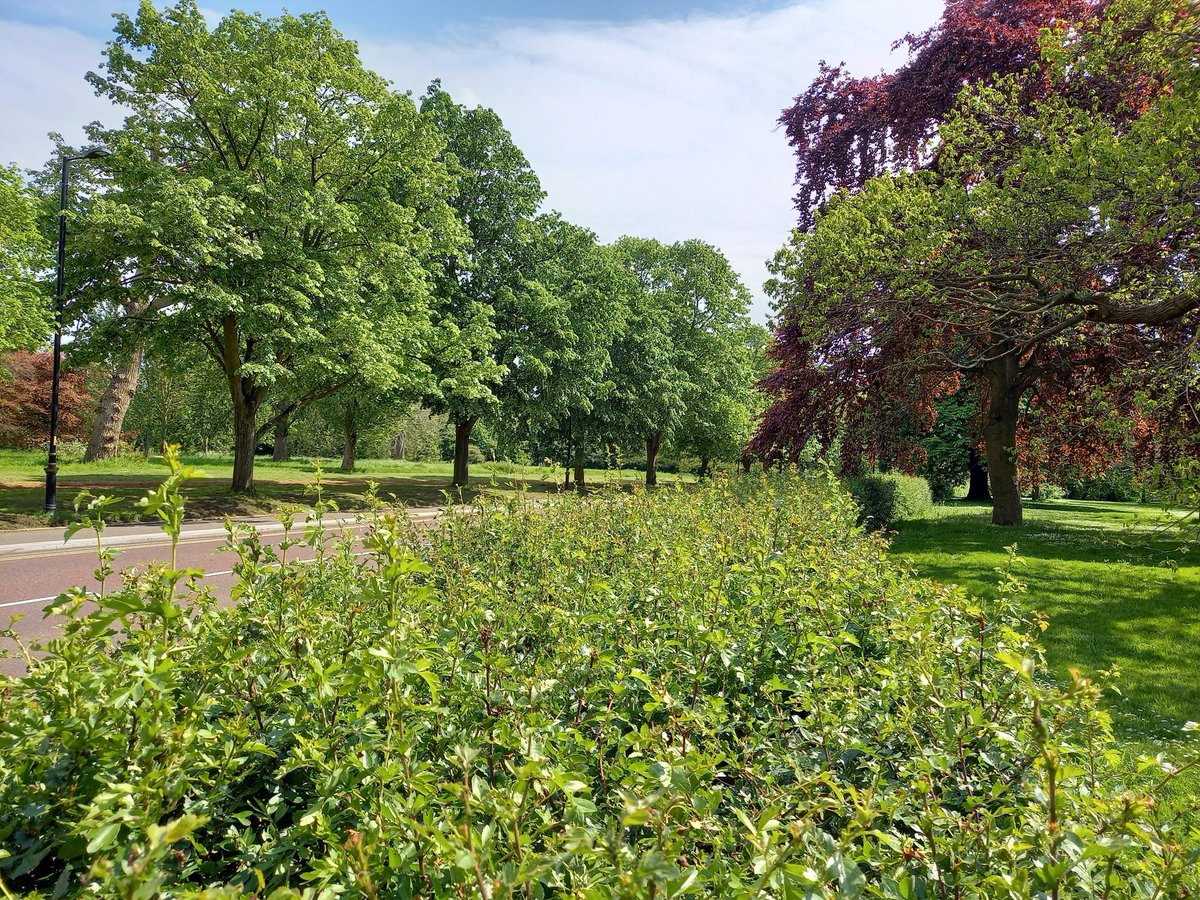 Woohoo! 🎉 Our Help Nature Thrive team and incredible members of the public have worked together to plant over 600 metres of hedgerows across the Royal Parks! 🍃🌿 That's equivalent to the length of 100 double-decker buses end-to-end. 🚌