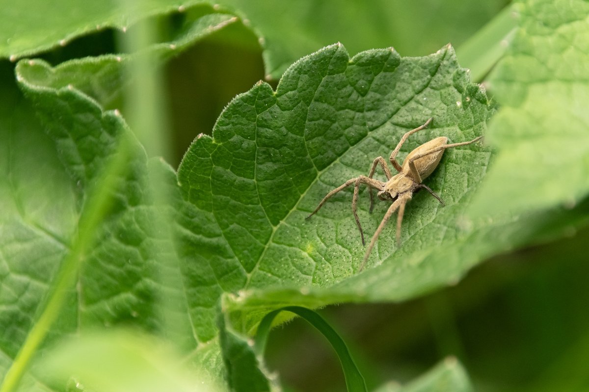 Look at this amazing arachnid! Spotted this unusual dude in Moorland Park #Splott this lunchtime. Love finding critters with the camera #WildCardiffHour