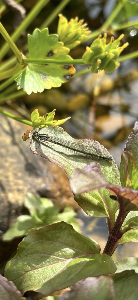 A beautiful damselfly hanging out on water mint in the pond. Can anyone help with an exact ID? I wondered if it was an Azure damselfly but got a bit confused by the pronotum ID features! #WildCardiffHour