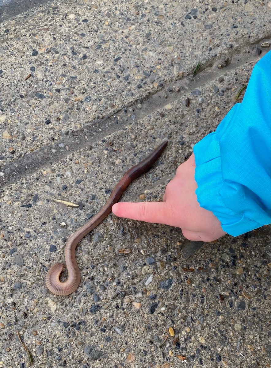 Kindergarten students at @ValleyviewCBE got out in the rain today to go searching for worms. Looks like they made some wiggly new friends! 🌧️ 🪱 #yycweather #wearecbe #cbeearlylearning #wormwalk #kindergarten #getoutside #spring