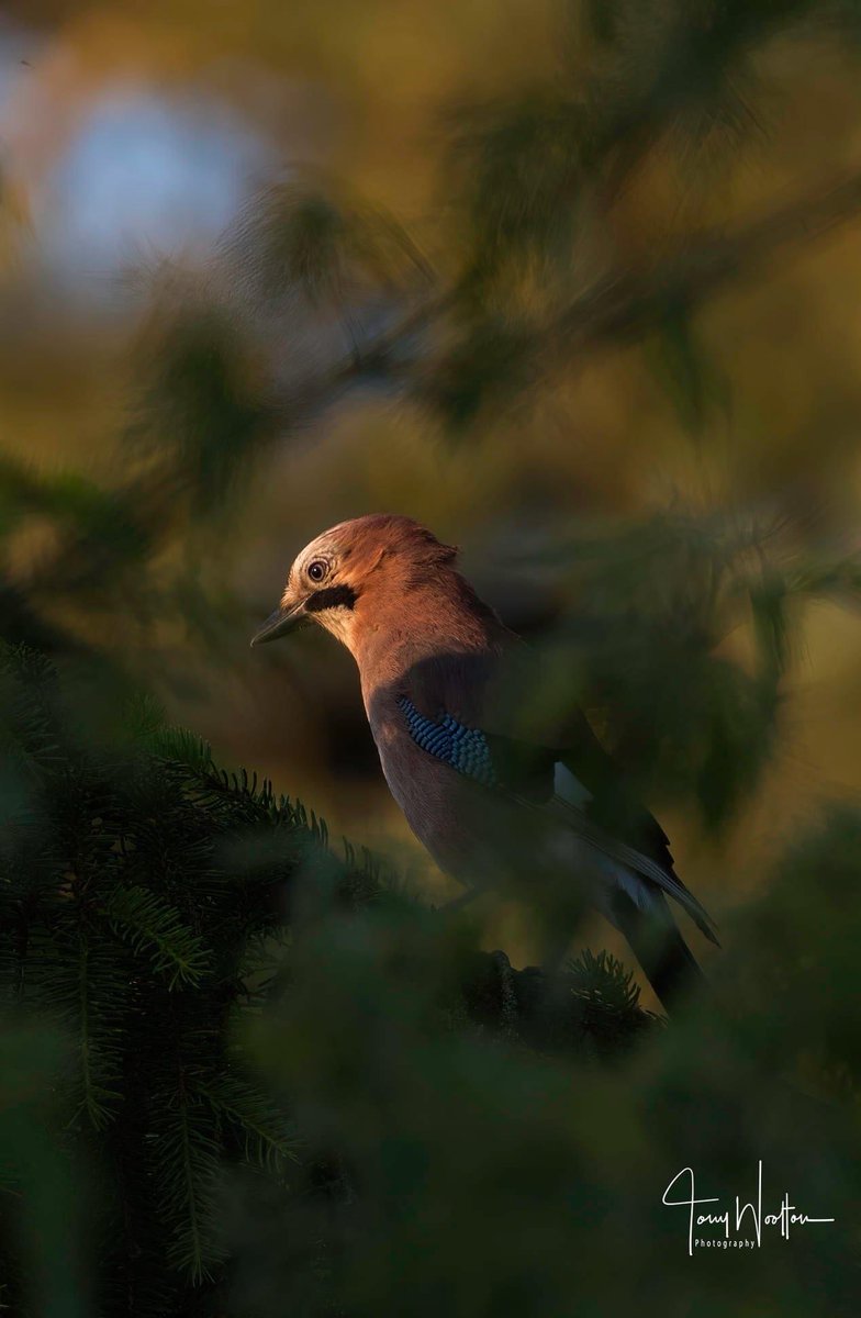 Mr Jay … Pondering…