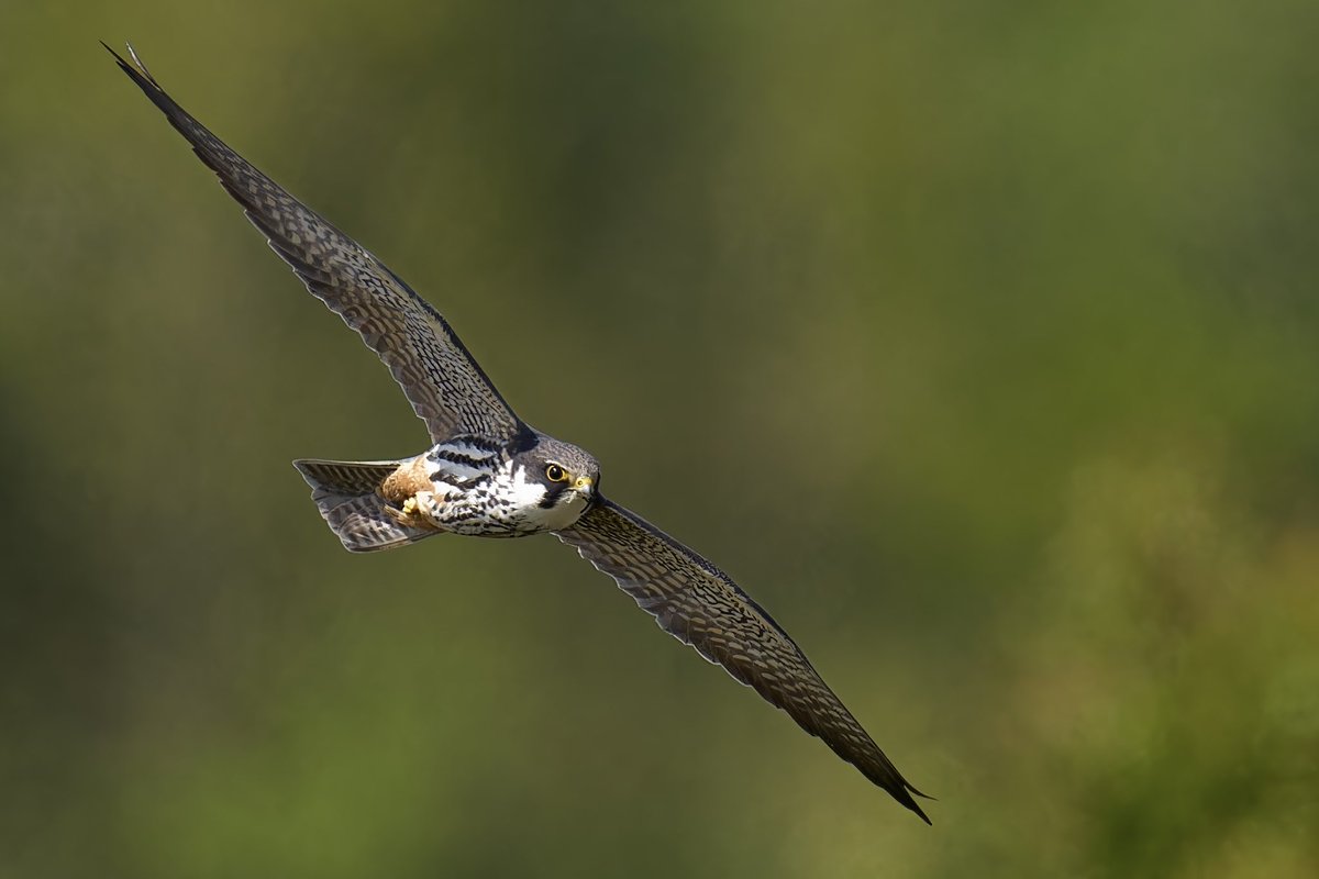 A speeding Hobbie from the weekend @RutlandWaterNR @WildlifeMag @BBCSpringwatch #BBCWildlifePOTD #BirdsOfTwitter #BirdsSeenIn2024 #NaturePhotography #wildlife #wildlifephotography