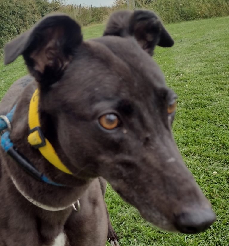 OTTER (DOB 01/08/2016) is a lovely, cuddly girl who enjoys walks, fuss & maybe one too many treats. She does love her food & you may need to limit her intake. Otter needs a home with an experienced owner & no children. @fenbankgreys #K9hour #RehomeHour