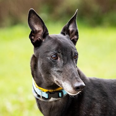 DOC (01/06/2018) is Mr Perfect who gets on well with hounds & shows no aggression to other breeds. He’s cuddly, friendly & an all-rounder. He was briefly homed but returned through no fault of his own as resident dog wasn’t ready to room-share! @fenbankgreys #l9Hour #RehomeHour