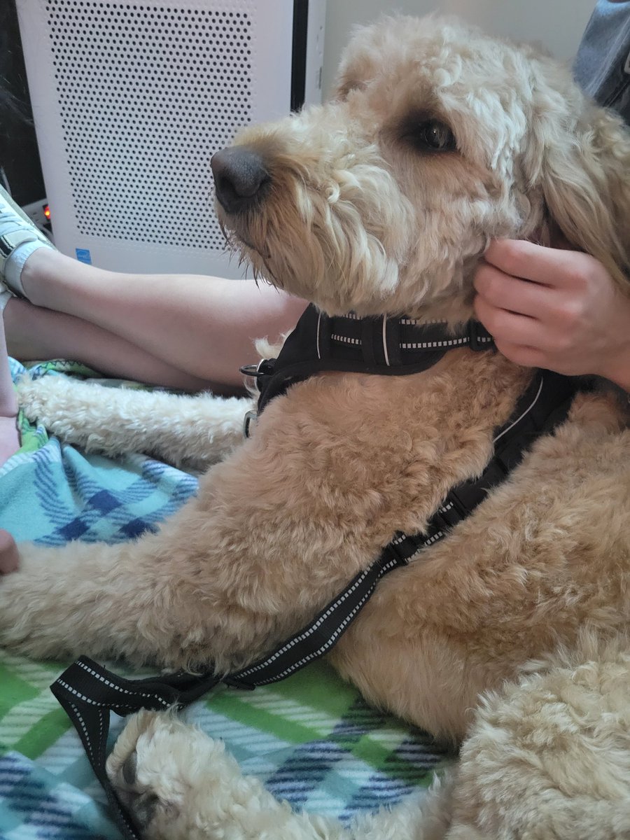 HamiltonatBCHS's tweet photo. Sweet Hunny came to visit my AP students to help with de-stressing before our exam tomorrow. #APLit #doyourbestbeyourbestnoregrets https://t.co/5d9YaKLxRJ