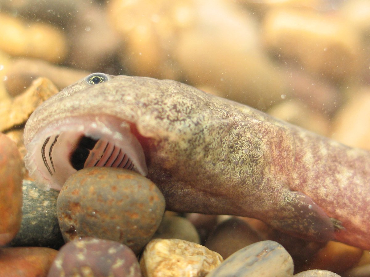 NWPARC1's tweet photo. 🌊 Larval Coastal Tailed Frogs have specialized suction mouthparts to give them an edge on the competition in fast-flowing streams. 

Photo by Brome McCreary.

#AmphibianWeek #AmphibianWeek2024 https://t.co/GcOtvkV6q3