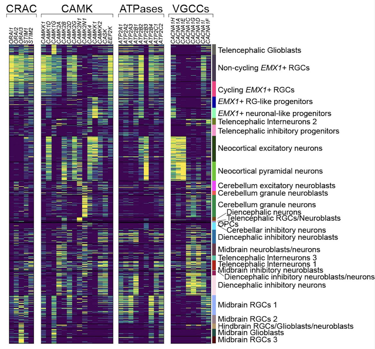 peruhlen's tweet image. We are excited to share our latest work, demonstrating that #calcium genes are tightly regulated and evolutionarily conserved, capturing functionally driven differences within radial glia and neuronal progenitors in the human and mouse brain.
Check it out: biorxiv.org/content/10.110…