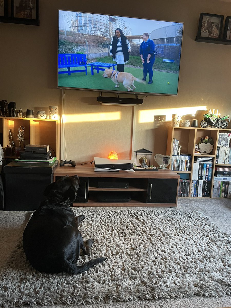 Theo is loving @AlisonHammond and #ForTheloveofdogs he sits there for the whole episode every week. 💙 🐶