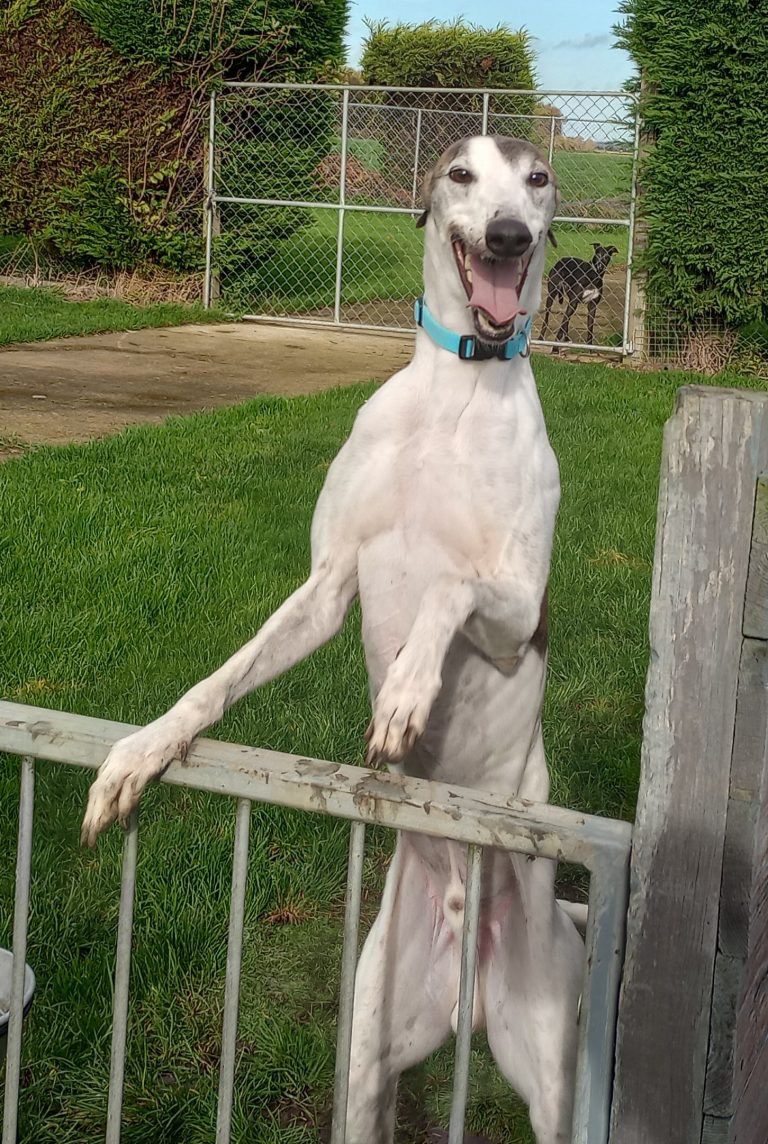OLIVER (DOB 1/11/18) is a handsome & playful gentleman. He is good around other breeds when they are on a lead & is a lovely cuddly boy. Oliver’s tummy is a bit delicate at times but @fenbankgreys are working on controlling that. #K9Hour #RehomeHour