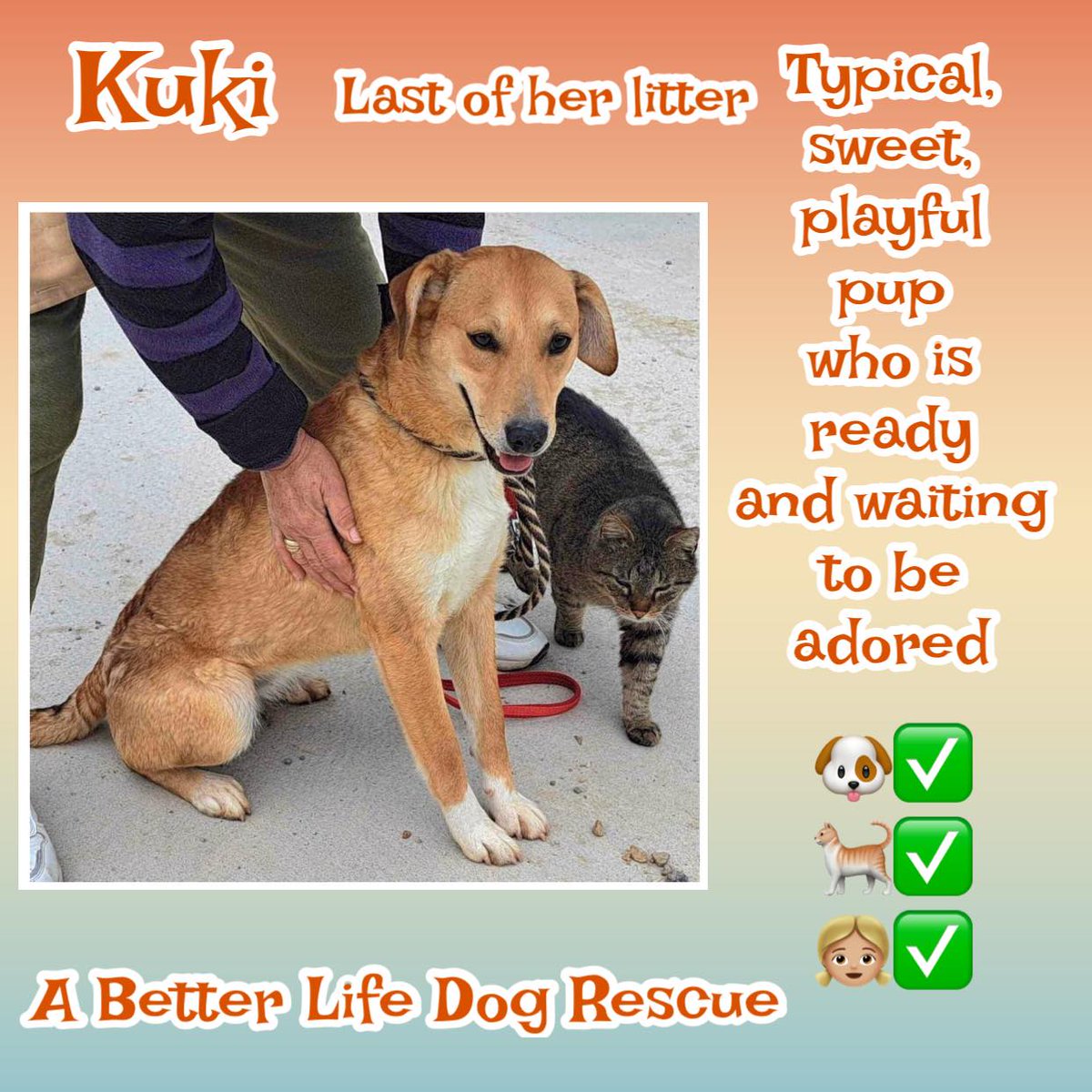 #rehomehour 1yo KUKI was found abandoned with her mum & siblings near the Shelter. Mum & some of her siblings have been adopted but this lovely lady is still waiting patiently for a home. She is a friendly, playful girl who has grown up in the Shelter. Could you be the one to…