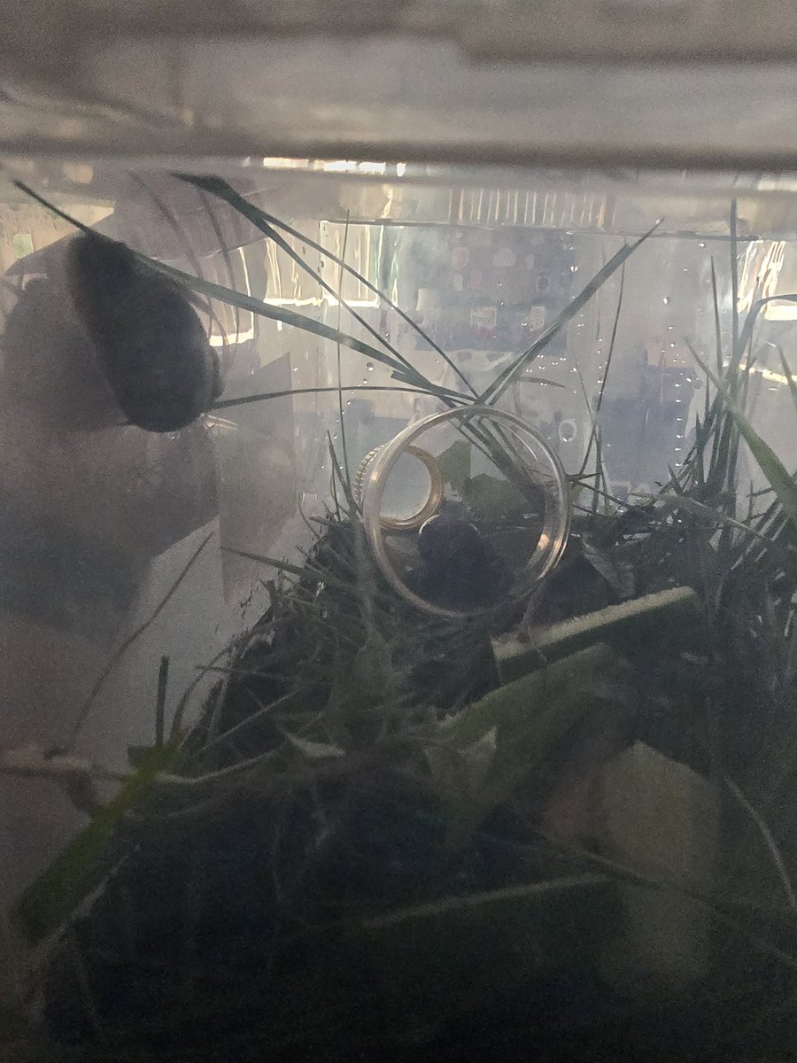Today nursery have been on a bug hunt, we have found 2 snails 🐌 and names them Ernie and Bernie, we will hopefully be able to watch and learn about them tomorrow 😀 #HindleyGreenNursery #PlayLearnThrive #TeamHGCP #EarlyYearsToEmployment @QUESTtrust @HGCPSCHOOL @HgcpNursery