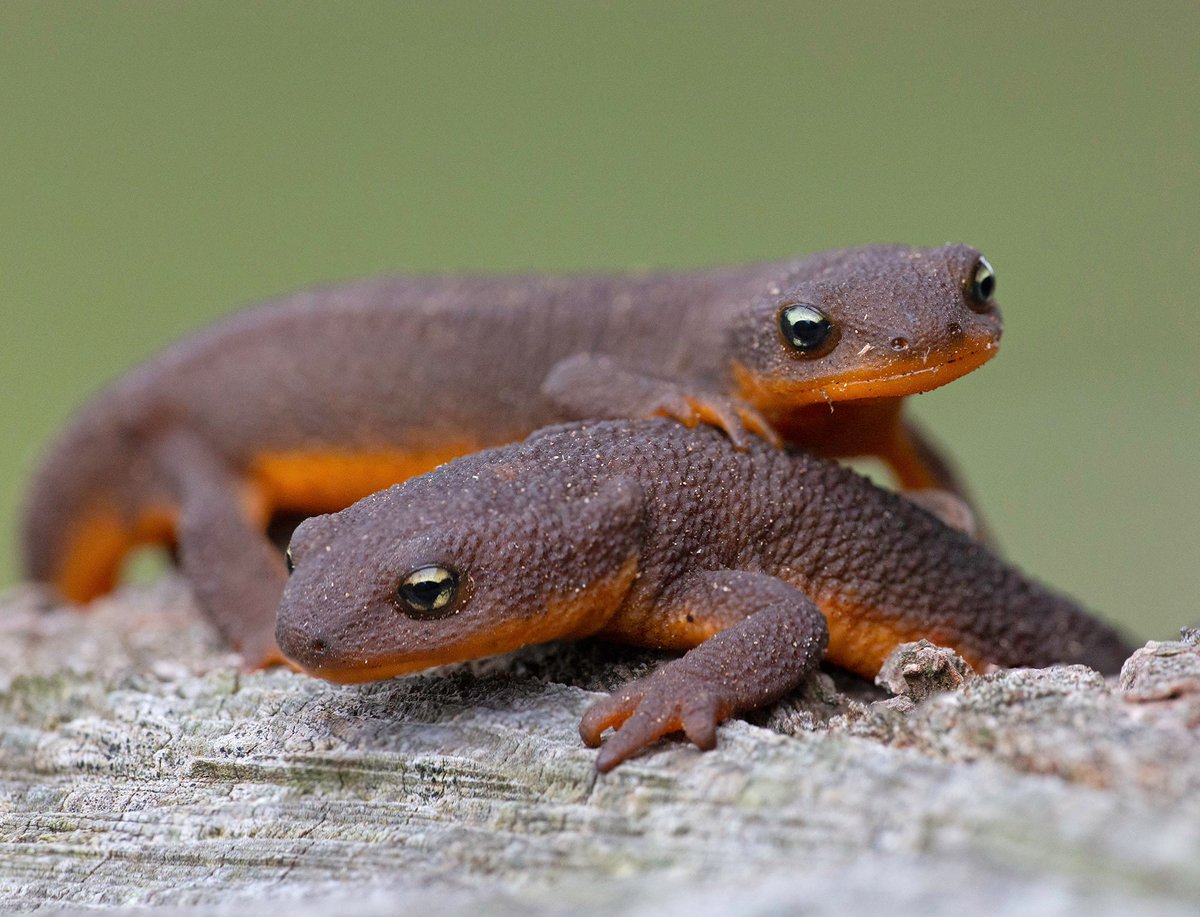You should send someone newts today. Is this NSFW? Newts. Suitable. For. Work. Yes, it is.