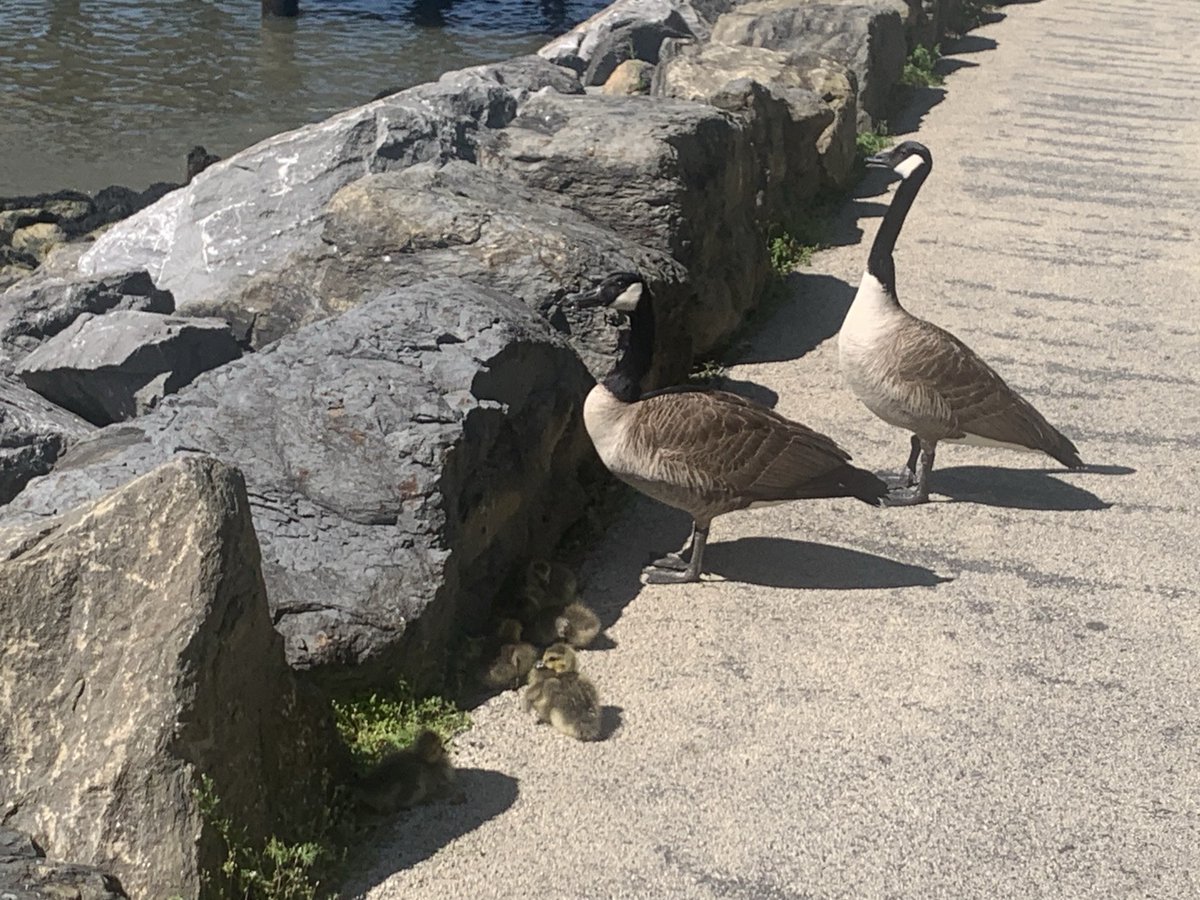 If for some reason you want to be bitten and chased off by a Canadian terror chicken, this is your chance (look closely for goslings). Pic in Bklyn Bridge Park; full telephoto bc I’m not insane.