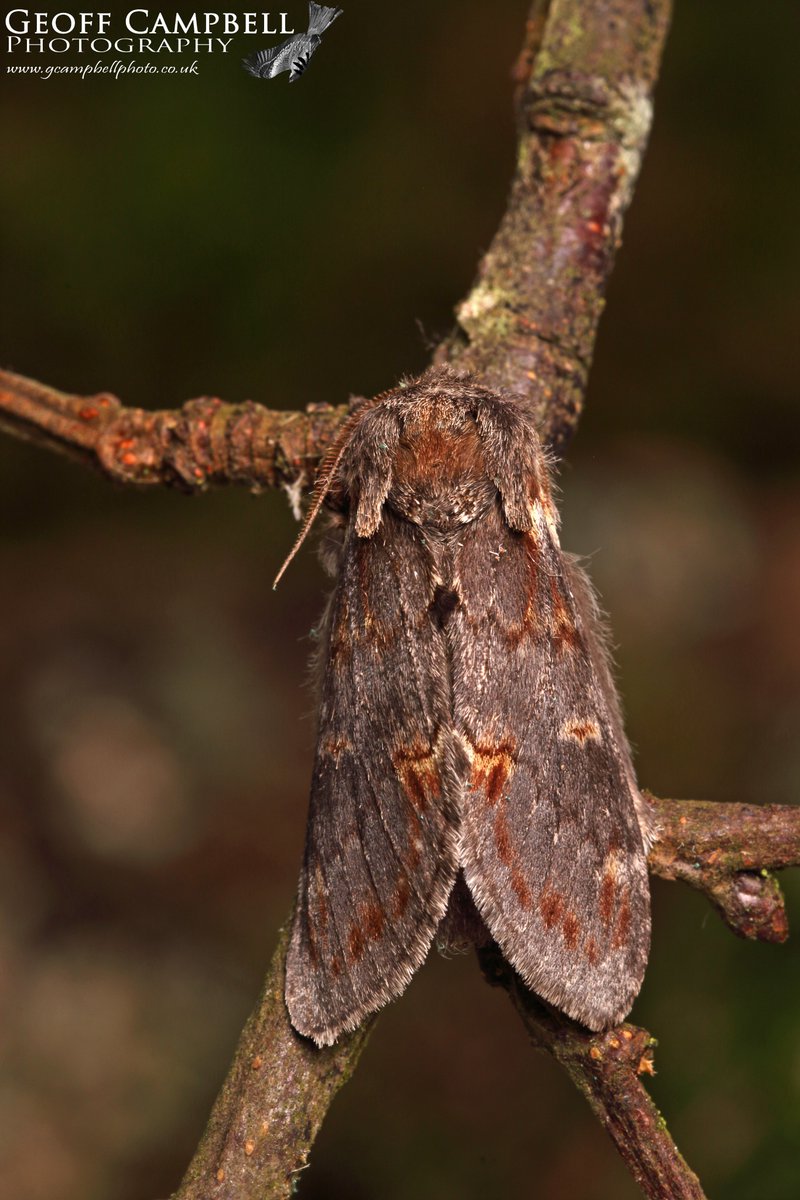 Iron Prominent (Notodonta dromedarius) - North Antrim - May 2024. A lovely moth to get in the garden at the weekend. #moths #MothsMatter #teammoth @UlsterWildlife @savebutterflies @BCNI_