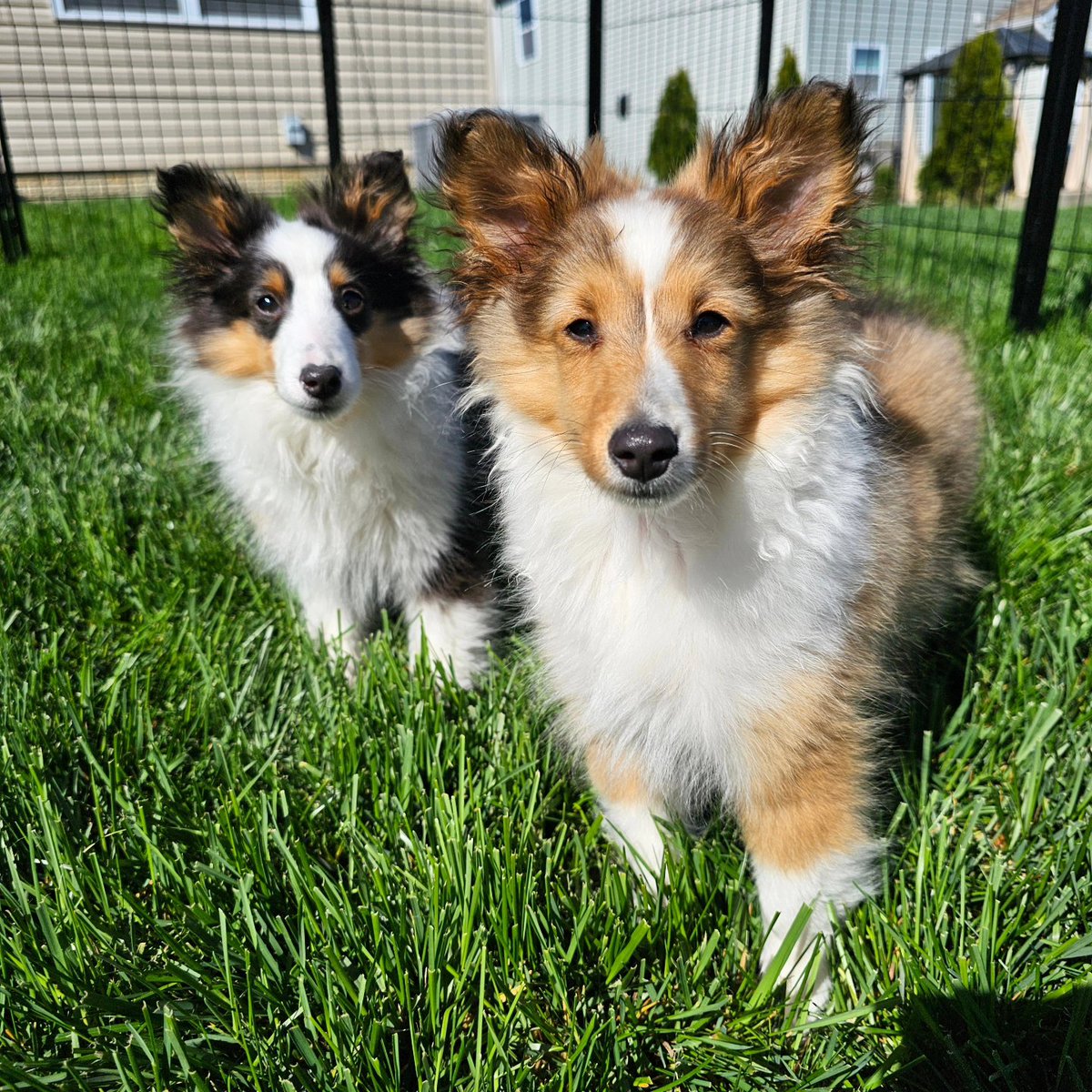 Almosthomeohio's tweet photo. Finn and Rory, now Westley and Buttercup, were adopted!

#AHDRO #Sheltie #ShetlandSheepdog #SheltiePuppies https://t.co/Hr6Fa3dEai