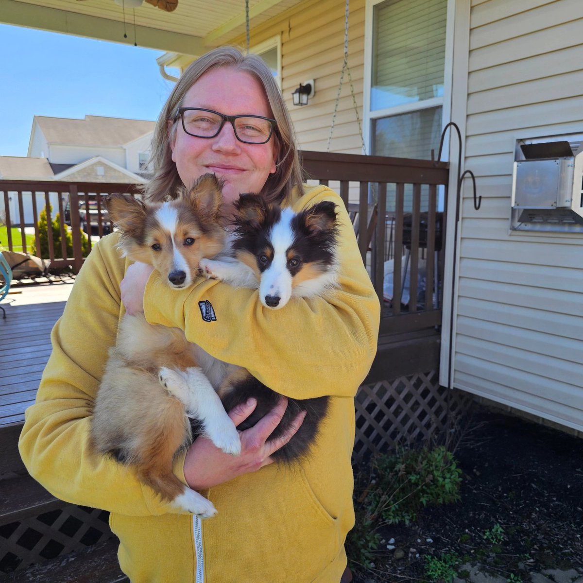 Almosthomeohio's tweet photo. Finn and Rory, now Westley and Buttercup, were adopted!

#AHDRO #Sheltie #ShetlandSheepdog #SheltiePuppies https://t.co/Hr6Fa3dEai