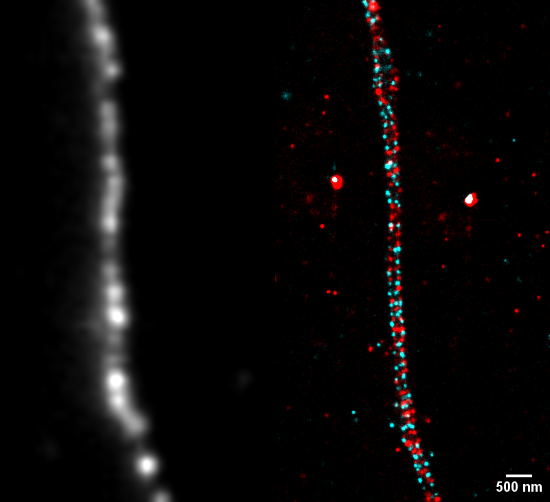 BIC_Bordeaux's tweet image. #ImageOftheMonth
Xuesi Zhou @iins_bordeaux 
Adducin (cyan) and β2-spectrin (red), are imaged using exchange-PAINT super-resolution microscopy. One can see the alternative 90nm ring-like structures in neurites.  Left image shows the neurite using a MAP2 staining.