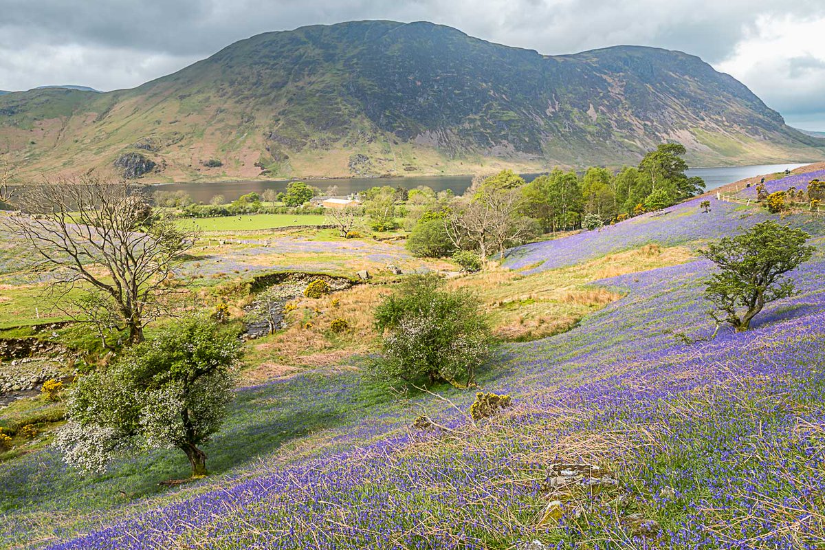 Rannerdale bluebells in full bloom today #Cumbria