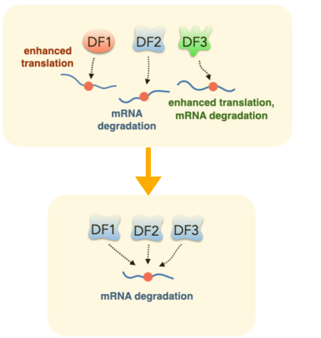 RNAJournal's tweet photo. Debate surrounds the function of the most abundant modified nucleotide in mRNA, m6A, and m6A-binding proteins, YTHDF1, 2, and 3. This Perspective examines different data and how emerging data is changing our understanding of #YTHDF proteins and of #m6A https://t.co/wWAbrW21xe https://t.co/n3x9TmxhWr