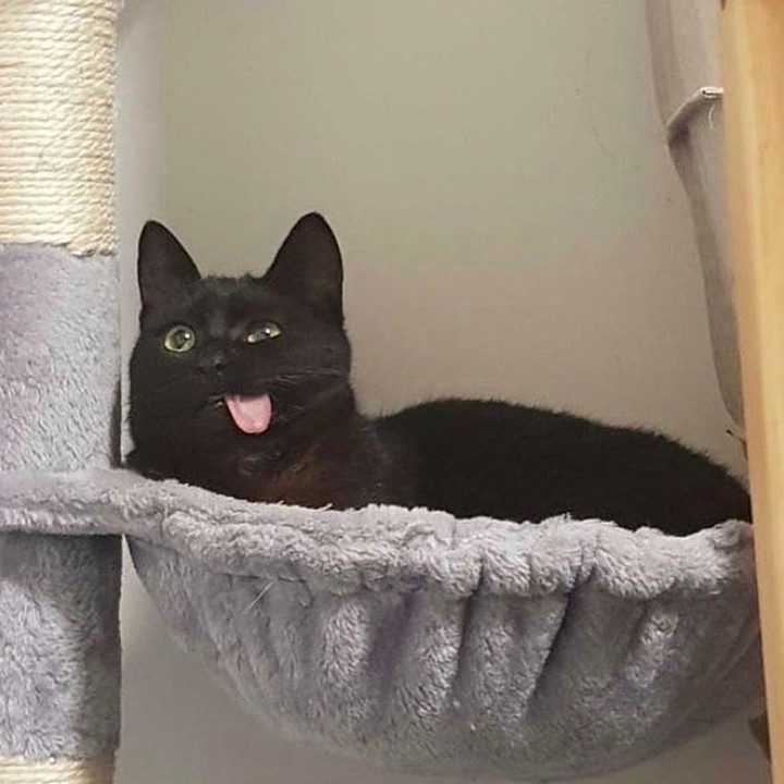 PunchingCat's tweet photo. https://t.co/BYxT6owa1Z