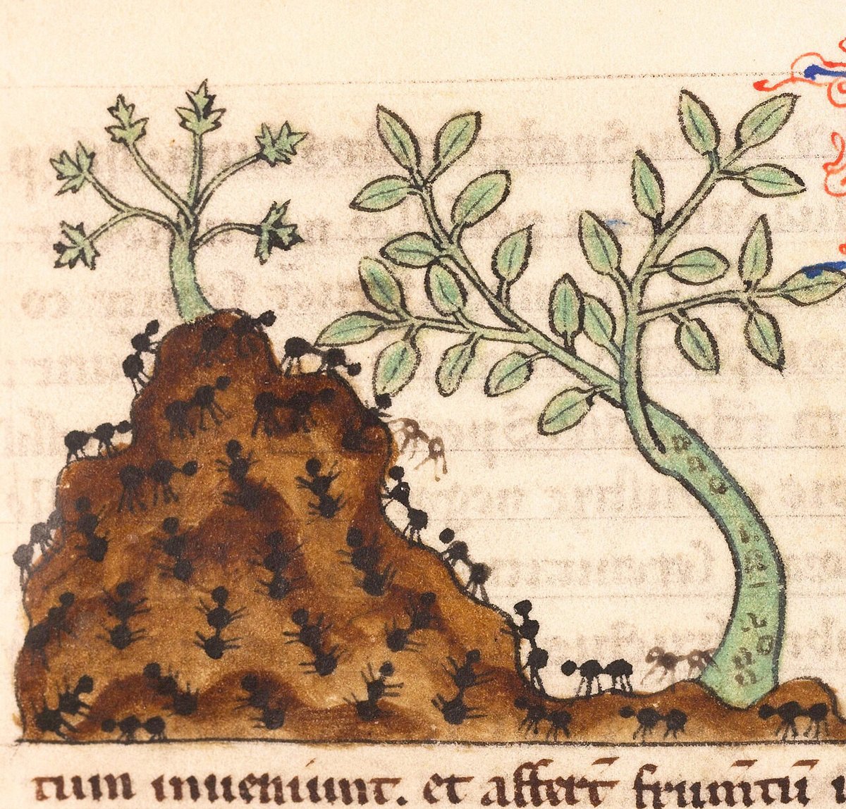 Ants. De Natura animalium, Cambrai ca. 1270. Collection: Douai, Bibliothèque municipale, ms. 711, fol. 24r