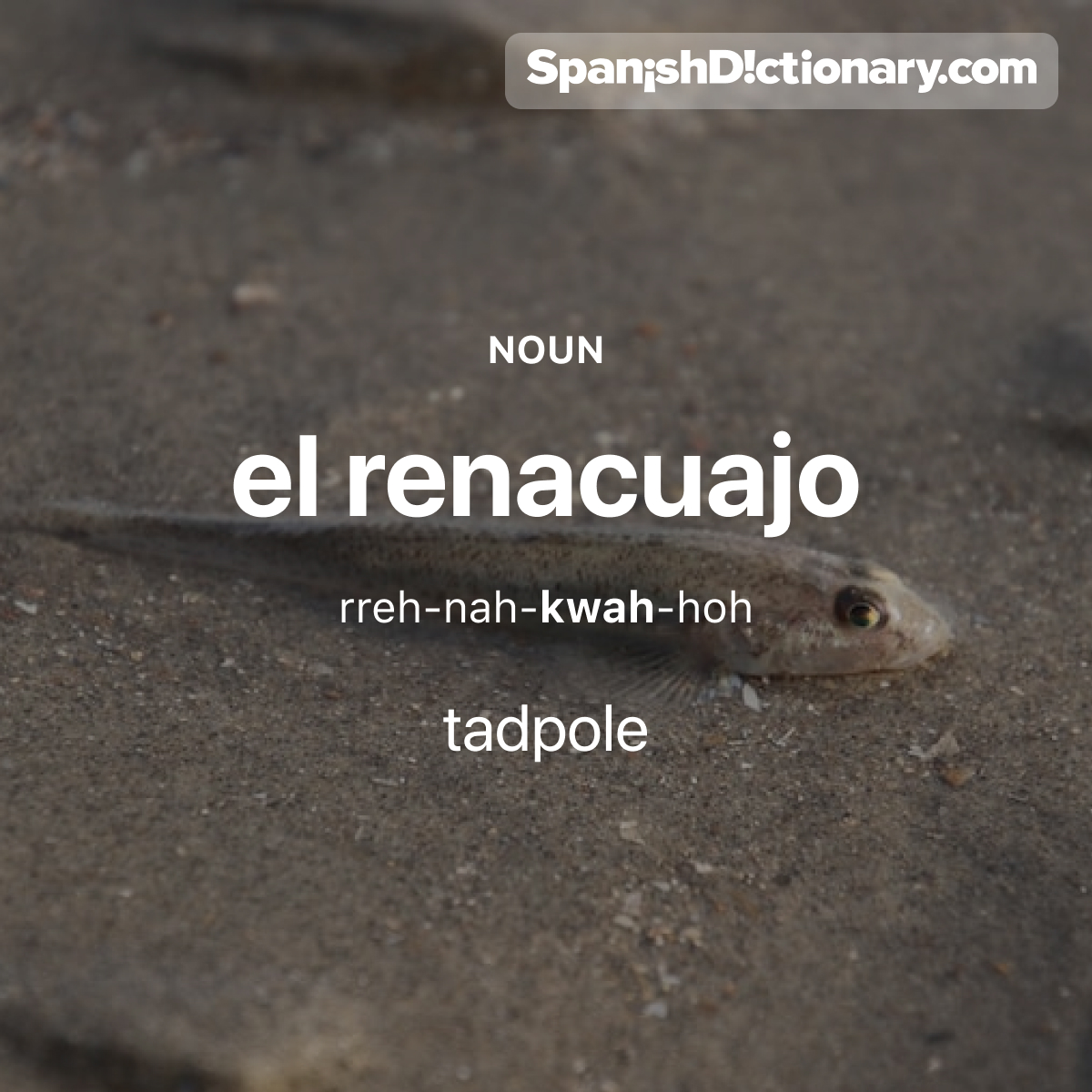 Today's #WordOfTheDay is 'renacuajo.' 🐸 For example: Este renacuajo se convertirá pronto en una rana. - This tadpole will turn into a frog soon.
.
.
.
#EstudiaEspañol #StudySpanish #AprendeEspañol #LearnSpanish #Español #Spanish #LearningSpanish #PalabraDelDia #renacuajo