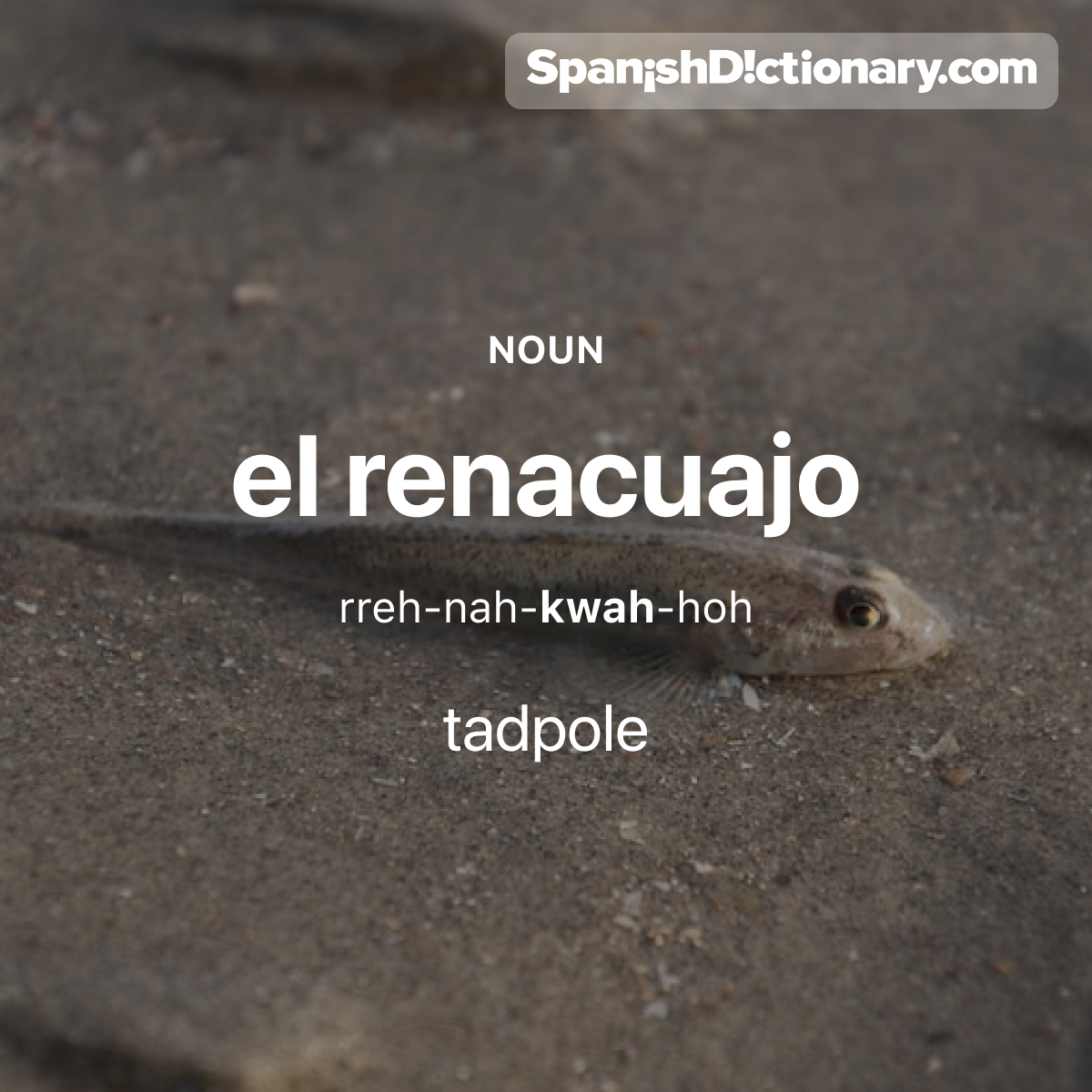 SpanishDict's tweet photo. Today's #WordOfTheDay is "renacuajo." 🐸 For example: Este renacuajo se convertirá pronto en una rana. - This tadpole will turn into a frog soon.
.
.
.
#EstudiaEspañol #StudySpanish #AprendeEspañol #LearnSpanish #Español #Spanish #LearningSpanish #PalabraDelDia #renacuajo https://t.co/oFhpuwUe37