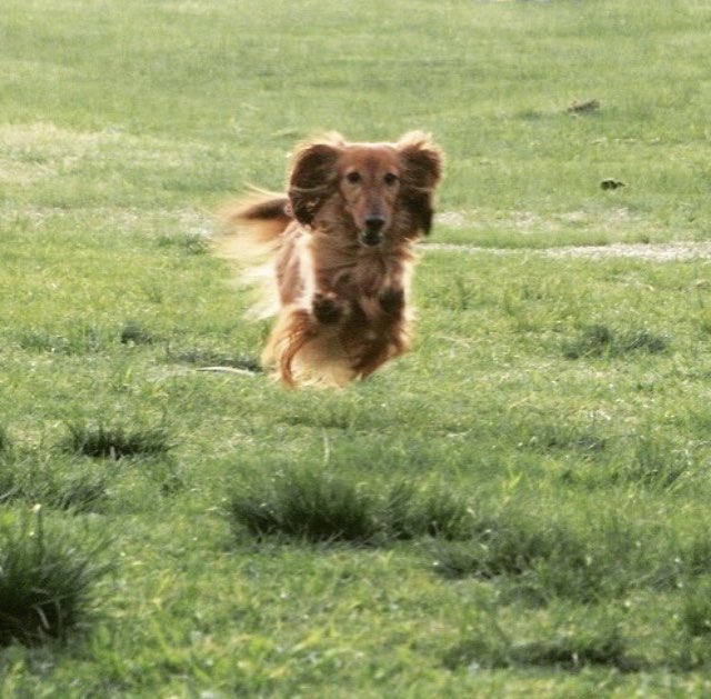 飛行犬🐶✈️

#しゃべる犬　#カニンヘンダックスフンド　#犬好きさんと繋がりたい