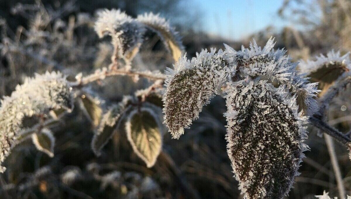 Gel de printemps : faut-il attendre les Saints de glace pour jardiner ? ➡️ l.francebleu.fr/bWQs