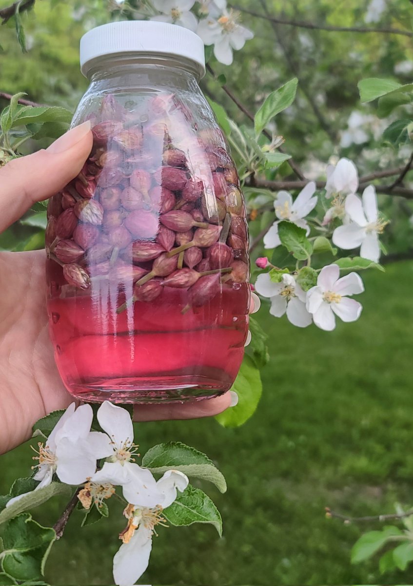 I made some chive vinegar and it's quite pretty.