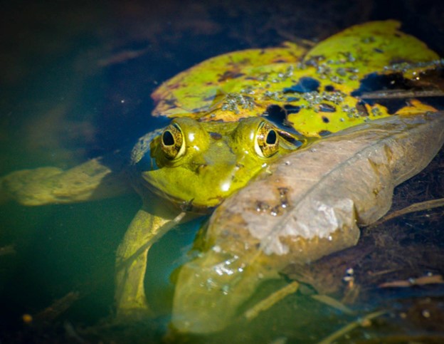 🎵 It's not easy being green... 🎵 Up to 35 percent of all amphibian species are in danger. But a recently updated species database will help boost amphibian conservation across the National Park Service. ➡️ go.nps.gov/amphib-data 📸 NPS #AmphibianWeek #AmphibianWeek2024