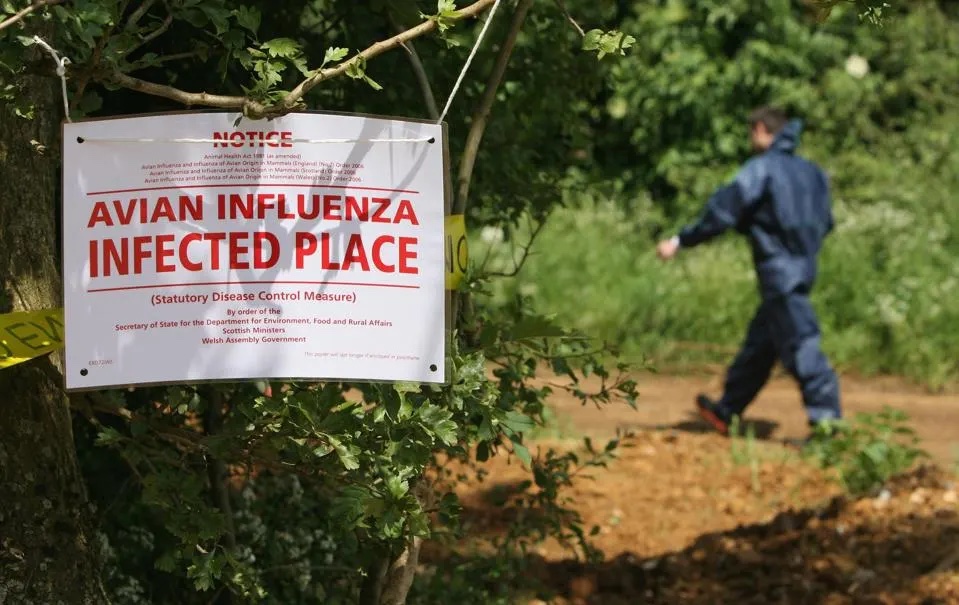 🤔☣️ #Influenza aviaire : l'épisode de grippe aviaire pourrait-elle être la prochaine pandémie #Covid-19 ? ow.ly/kwiy50Rx1R3