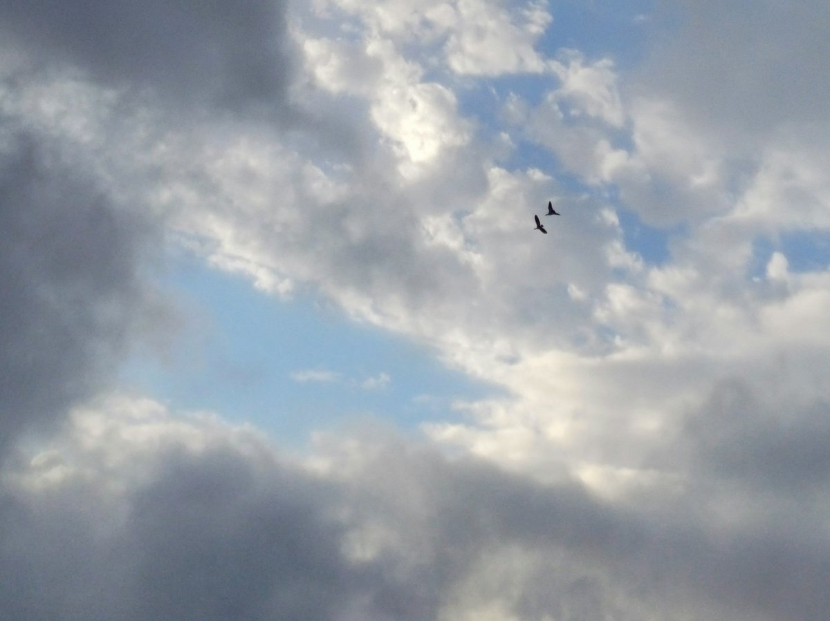 Soaring 

#intotheblue #birdsofinstagram #skyscapes #cloudscapes #wheretheskymeetstheland 

instagram.com/p/C6q-l5Tth8Z/