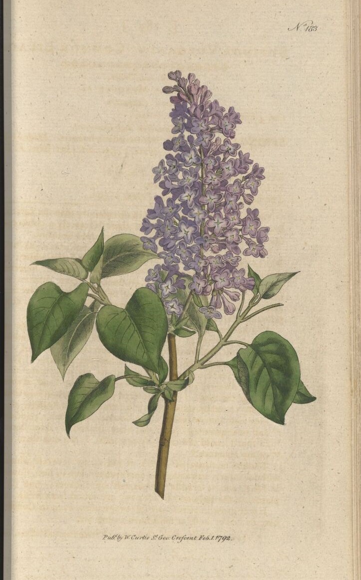 Happy Orthodox Easter! In Greek culture, Easter time is inextricably linked to the lilac (Syringa vulgaris), which flowers around this time of the year. Even the common name of this plant refers to Easter / Pascha in Greek: Paschalia / Πασχαλιά. #botanicalillustration