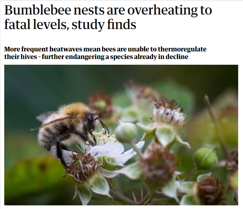 Dr. Peter Kevan, @UofG_SES, is the lead author on a study showing that many species of bumblebees (Bombus sp.), a key group of pollinators, have suffered population declines due to global heating. Bumblebee nests may be overheating, and killing off broods: tinyurl.com/37ucnk5a