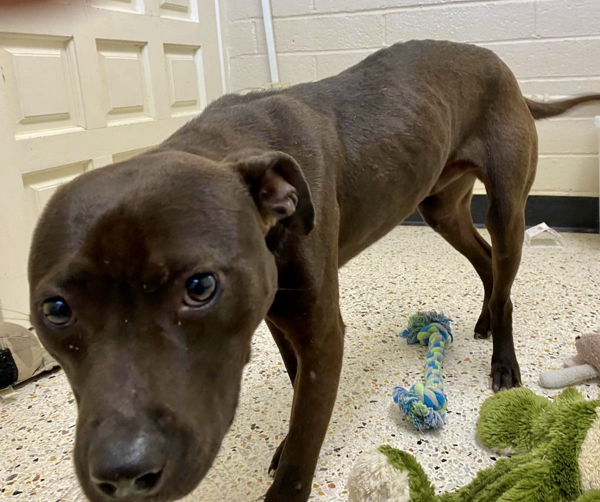 🆘 Good boy 🐶 Jax ❤️‍🩹
#RockyMount #NorthCarolina 
‼️Needs a hero today🙏🏽‼️
😔 His deadline is tomorrow 5/8
Needs pledges for rescue 🛟 
Can you foster please? #NC #SC #VA
✨#FostersSaveLives✨
📧 jujubee46@gmail.com for ✈️🚗/ℹ️