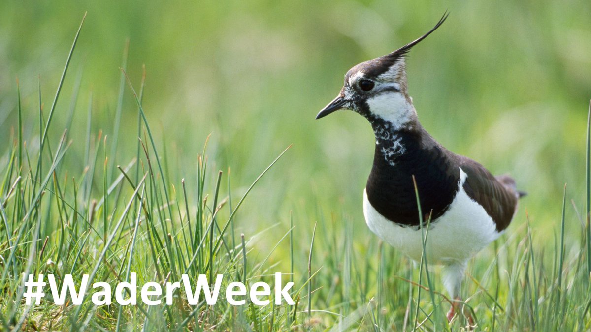 It's the first ever #WaderWeek and we're jumping on the bandwagon to help raise awareness of some of the wonderful waders featured as part of @NatureChampions! Read this blog from @NatureScot & @ForWaders to find out more! scotlandsnature.wordpress.com/2024/05/06/wel… 📸 Andy Hay / @RSPBScotland