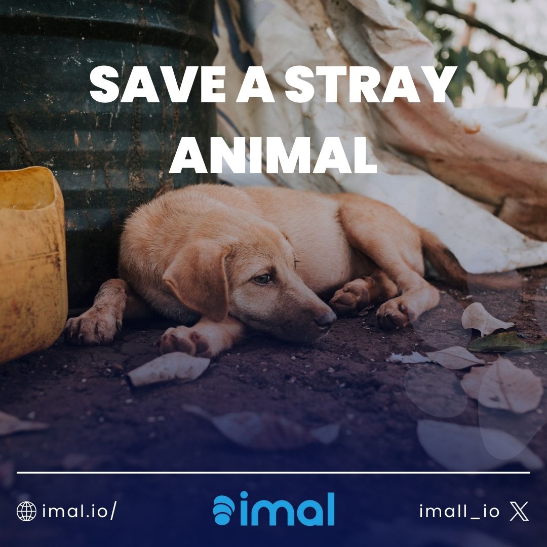 🐾 Save a Stray Animal with IMAL! 🐾 IMAL is a way to make a big difference for your beloved pets through your small purchases. Every small purchase made with IMAL token will help improve the lives of street animals. Join us today! 💙 Take a small step and make a big impact!