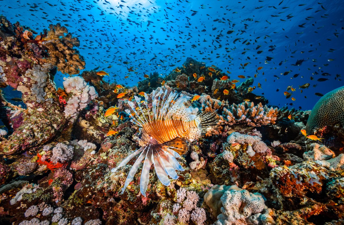 🌊 Job alert! Assistant Professor in Marine Biogeochemistry at KAUST  Join us at KAUST (King Abdullah University of Science and Technology)!! nature.com/naturecareers/…
Apply at: apply.interfolio.com/145725

 #KAUST #MarineScience #Biogeochemistry #AcademicJobs #ScienceCareers