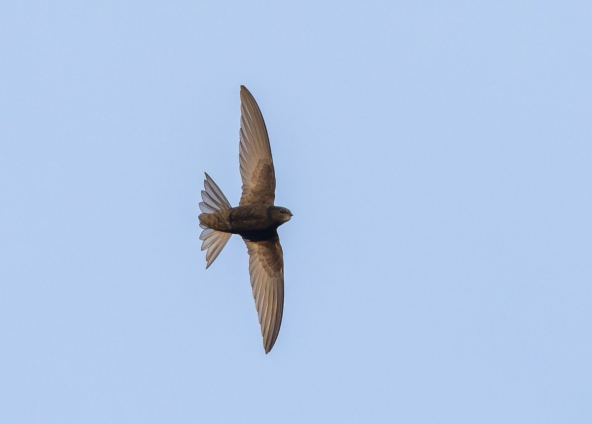 The Swifts, Apus apus are coming back 🥰 Apart from breeding season, Swifts spend almost most of their lives on the wing. Feeding, sleeping and even mating whilst flying... what skills! 📸 Tim White