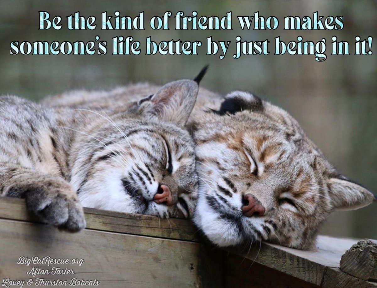 “Be the kind of friend who makes someone's life better by just being in it!”

#LoveyAndThurstonBobcats #BigCatRescue #Bobcat #Friend #Kindness #KindnessMatters #Quote #Quotes #QuotesToLiveBy #CaroleBaskin