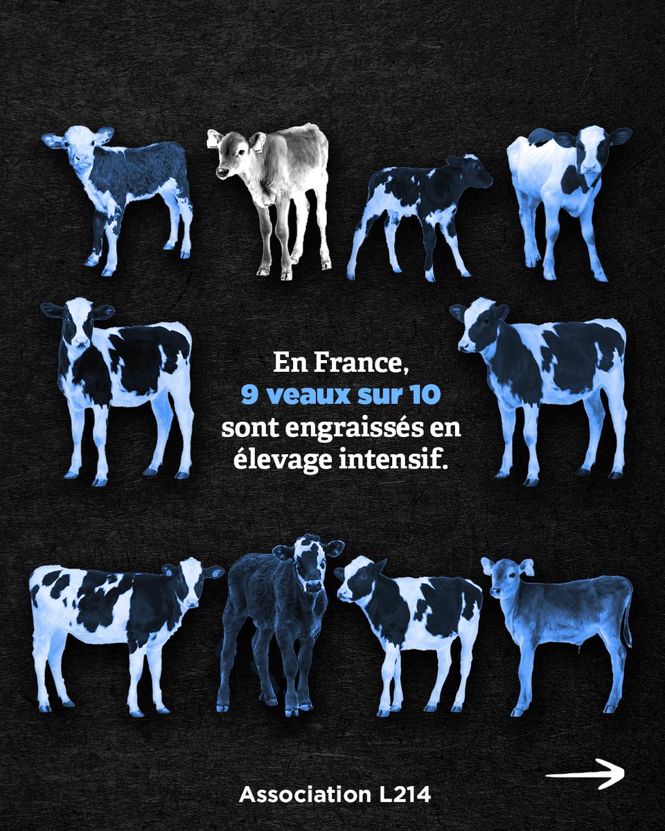 En France, l'élevage intensif est la norme alors même que + de 80% des Français y sont opposés 🙃 Rendez-vous sur 👉bit.ly/eu-politique👈 pour interpeller les eurodéputés et groupes politiques qui ont soutenu les actes les plus cruels envers les animaux! #Europeennnes2024