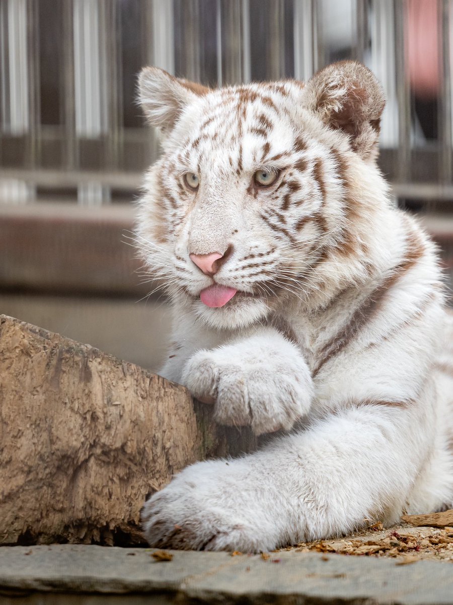 リラックス👅
子虎はベロがでがち

#宇都宮動物園
#ホワイトタイガー