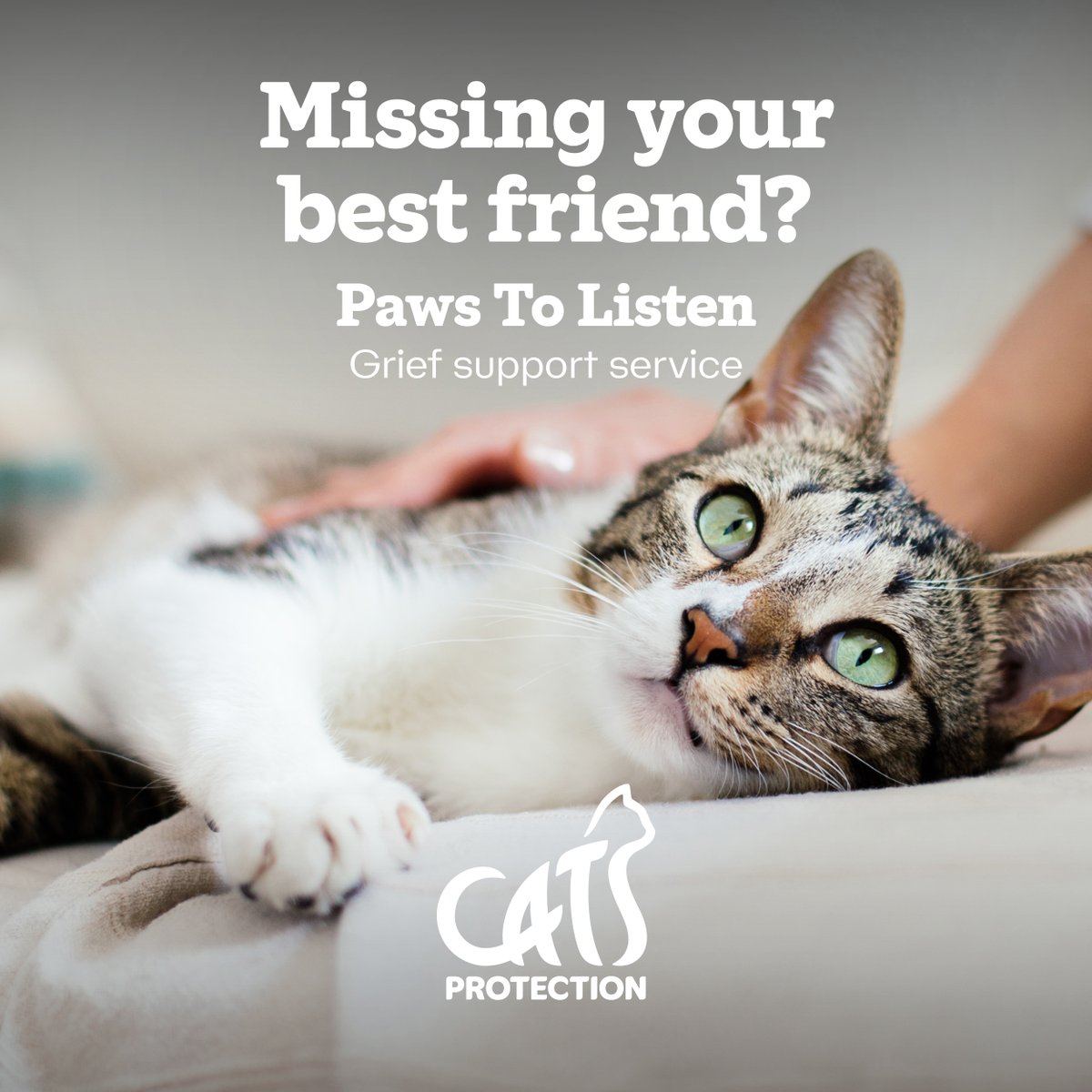 Cats Protection’s Paws to Listen grief support line is for owners grieving the death of their cat, and also if a cat has gone missing, has been reluctantly rehomed or is nearing the end of their life. Give our trained volunteers a call on 0800 024 94 94, Monday-Friday 9am-5pm.