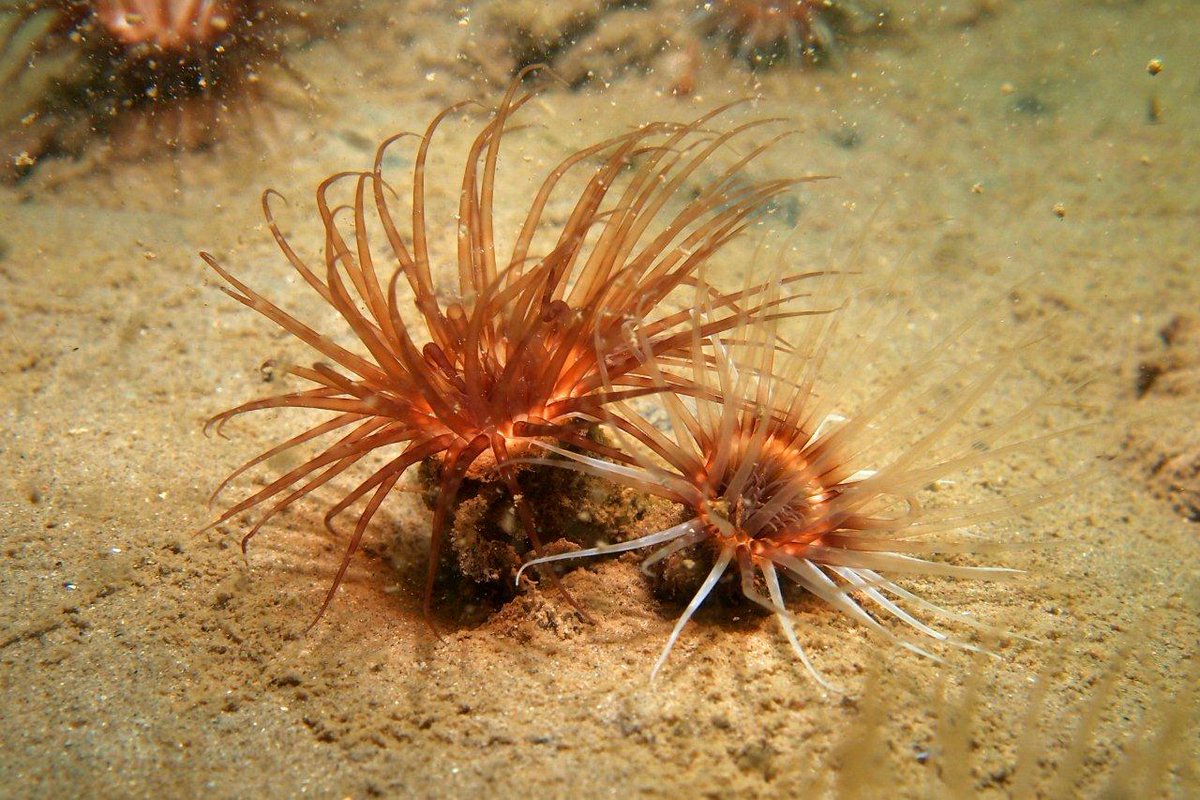Komend weekend wordt een top duikweekend! We hebben een huisje vrij bij duikstek Stelhoeve aan de Oosterschelde. Kijk voor de aanbieding op stelhoeve.nl. Mooi weekend toegewenst!