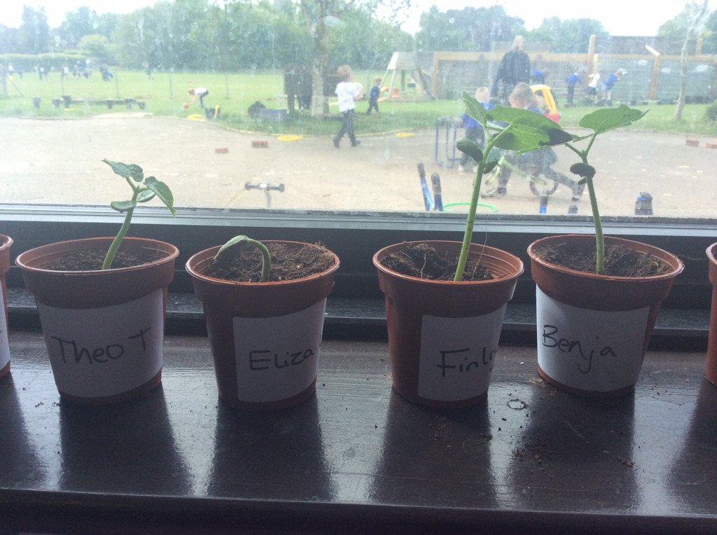 YR Elm Class, Necton CofE Primary School tweet media