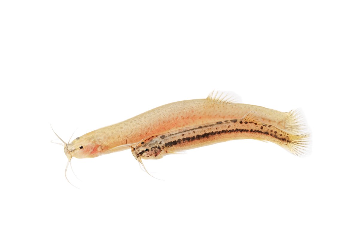 Carlos Lasso (@classoalcala) on Twitter photo Peces cavernícolas de Los Andes (Tolima): poblaciones subterráneas aisladas y de ríos superficiales. Son la misma especie? Pronto resultados. Gracias <a href="/ScaballeroPhD/">Susana Caballero</a> <a href="/GonzaloEspeleo/">Gonzalo Valdivieso 🇨🇴</a> <a href="/espeleocol/">Asociación Espeleológica Colombiana - ESPELEOCOL</a> <a href="/inst_humboldt/">Instituto Humboldt</a> . Foto: F. Villegas Peces cavernícolas de Los Andes (Tolima): poblaciones subterráneas aisladas y de ríos superficiales. Son la misma especie? Pronto resultados. Gracias <a href="/ScaballeroPhD/">Susana Caballero</a> <a href="/GonzaloEspeleo/">Gonzalo Valdivieso 🇨🇴</a> <a href="/espeleocol/">Asociación Espeleológica Colombiana - ESPELEOCOL</a> <a href="/inst_humboldt/">Instituto Humboldt</a> . Foto: F. Villegas